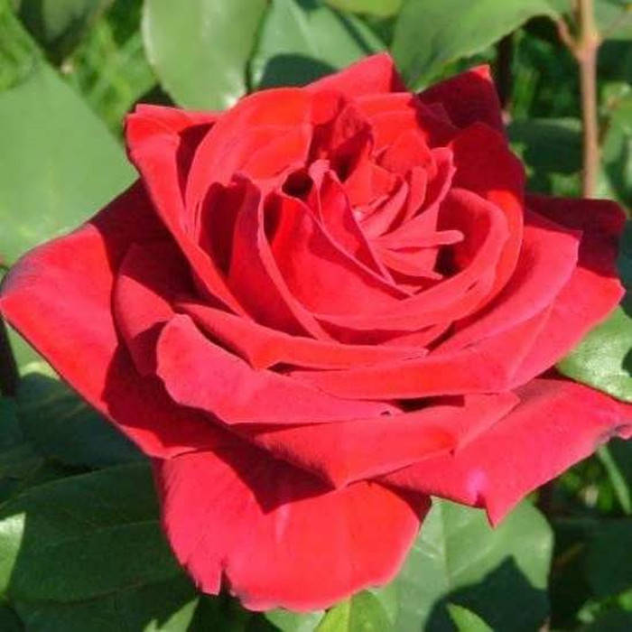 

Лавли Ред (Lovely Red)