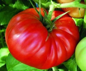 

Семена томата Роциоло F1 10 шт United Genetics Италия