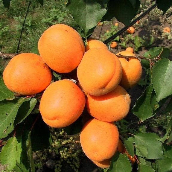 

Абрикос Харгранд (средне-поздний)