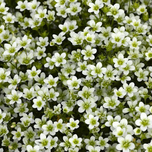 

Семена Камнеломка Highlander White , 10 шт Syngenta, Белый