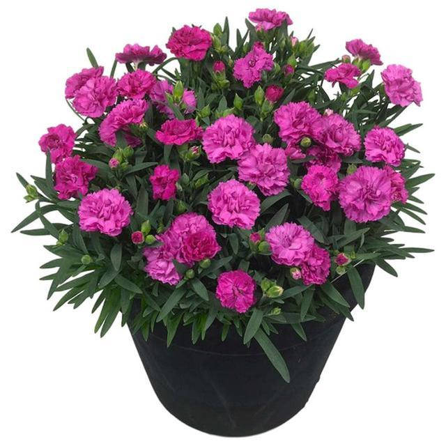 

Гвоздика Махровая "Sunflor Faganza"