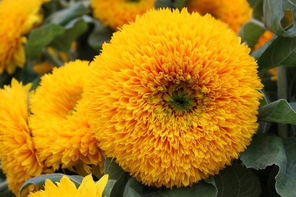 

Семена подсолнуха Ведмедик Тедді 1г, Желтый