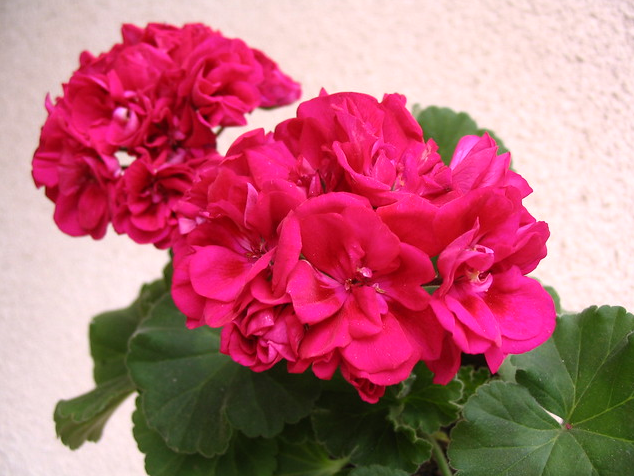 

Пеларгония "Free Carise Polina" (№235)