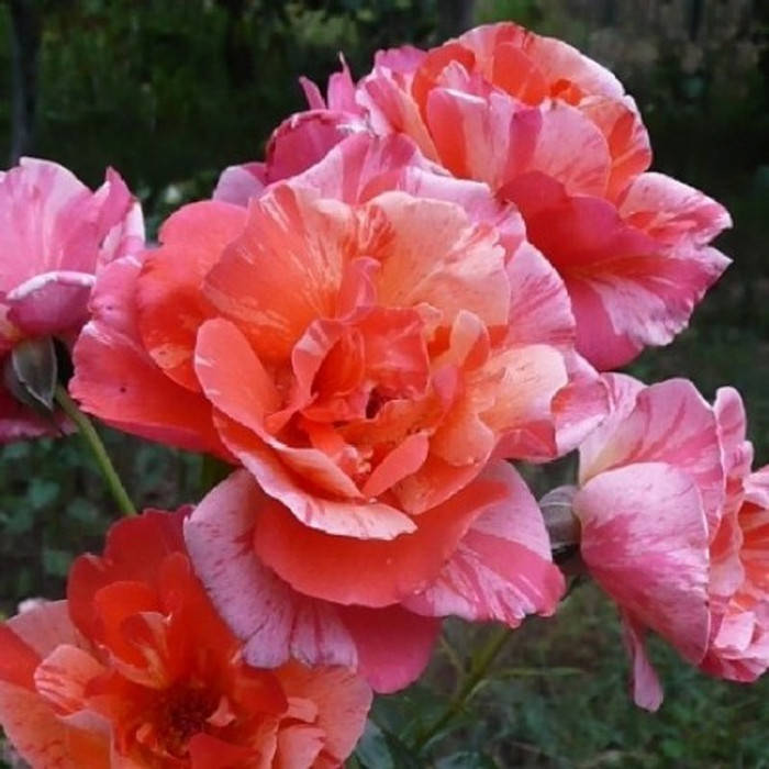 

Гримальди (Grimaldi)