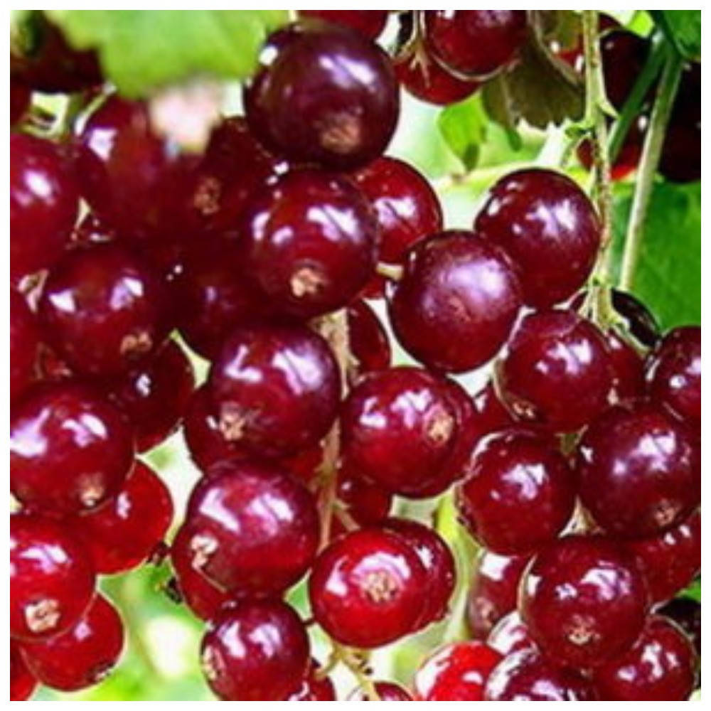 

Смородина красная Ильинка