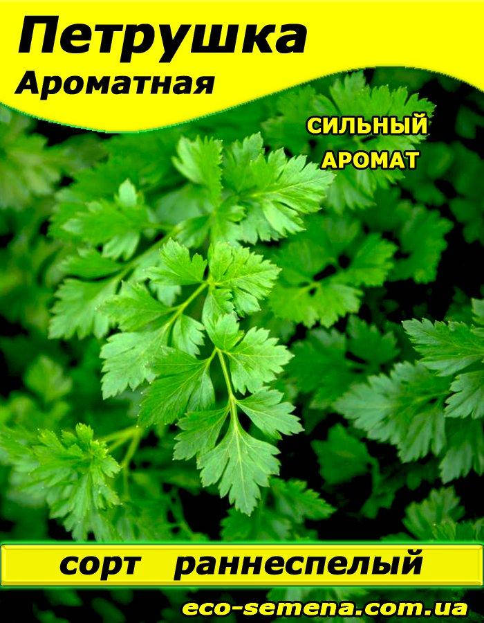 

Семена Петрушка листовая Ароматная, 500 г