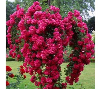 

Rosa (Роза) Super Exelsa