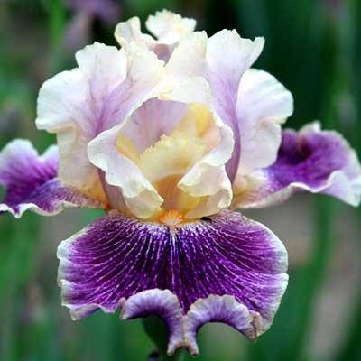 

Ирис Flights of Fancy (корневища)