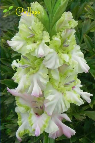 

Гладиолус Сон Русалки