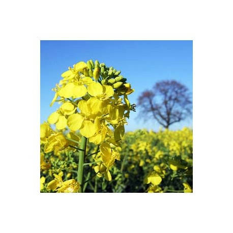 

Семена Рапса 1 кг