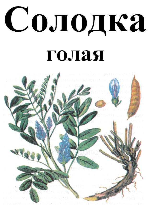 

Солодка голая корень, 50 грамм