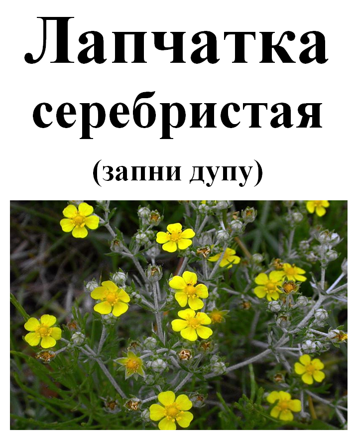 

Лапчатка серебристая (запни дупу), 40 грамм