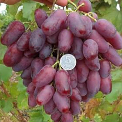

Виноград Ризамат (саженцы)