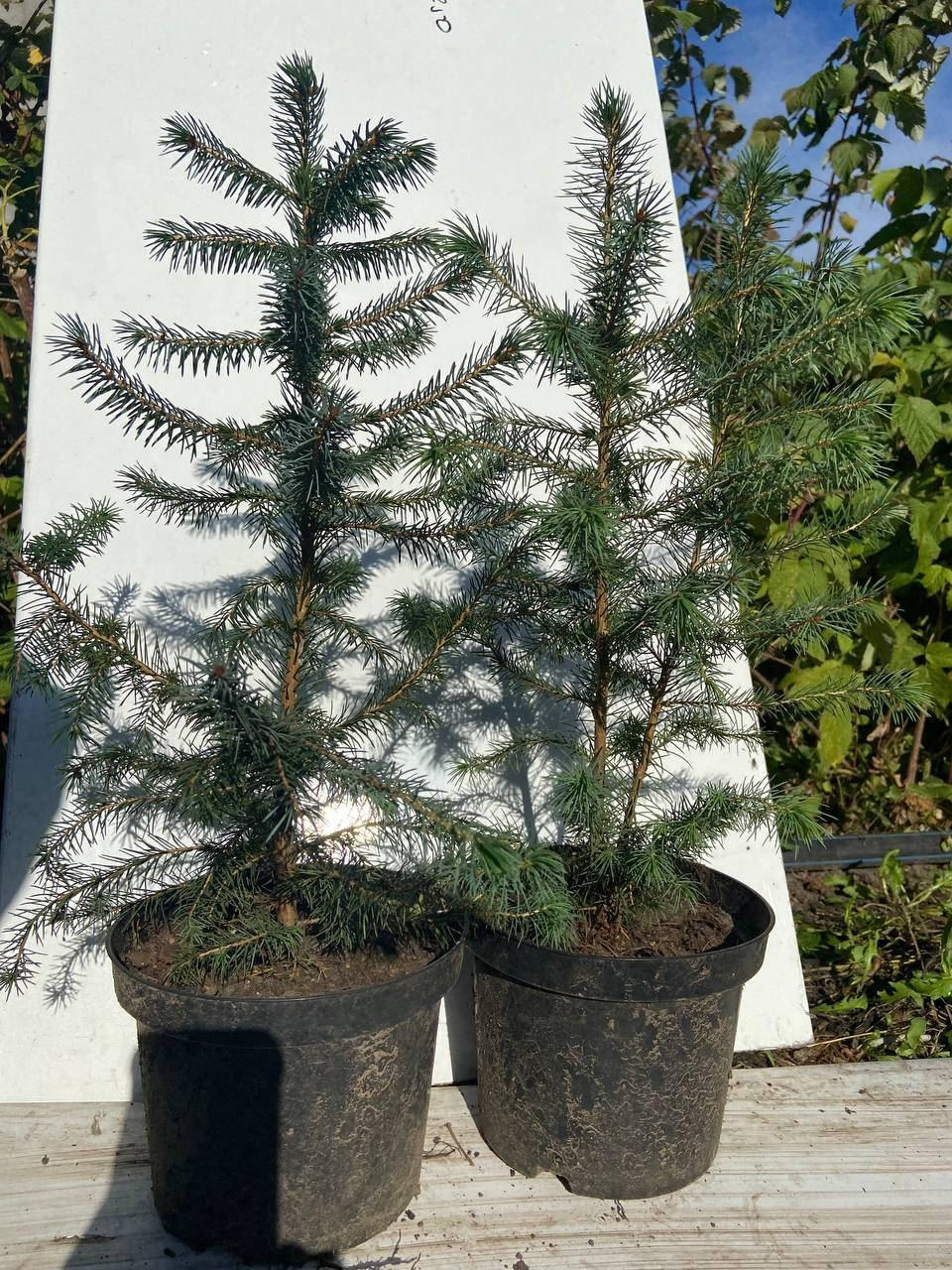 

Ель Сербская (Picea Omorika) 40 см