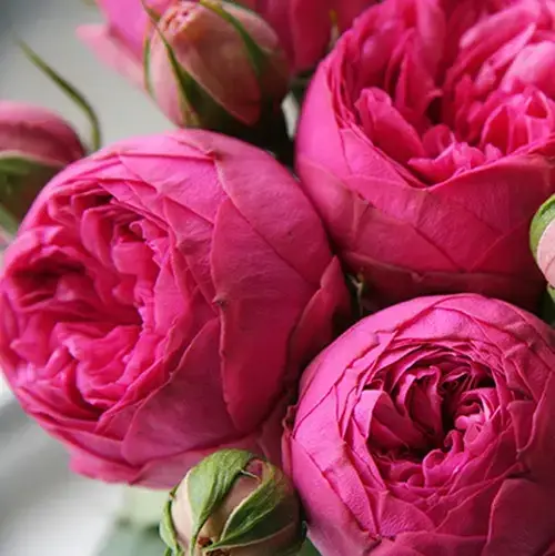 

Саженцы розы "Pink Piano" (Пинк Пиано)