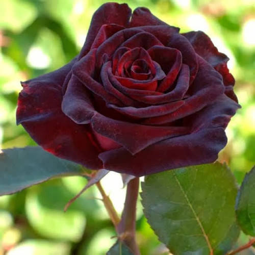 

Черный принц (Black Prince)