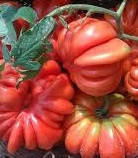 

Семена томата "Запотек"