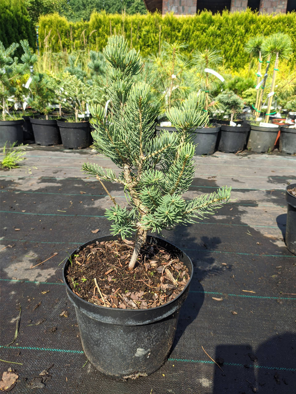 

Abies concolor Fastigiata C-5