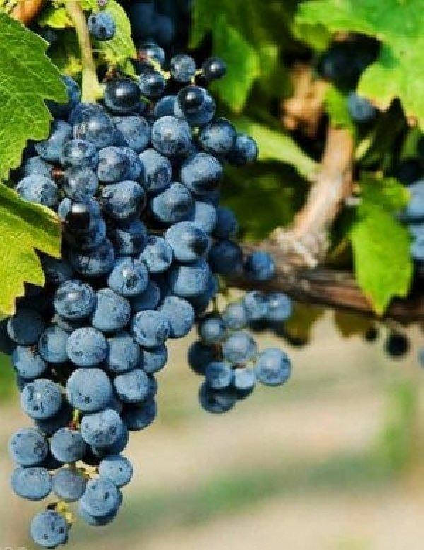 

Виноград ОДЕССКИЙ черный (саженец привитой)