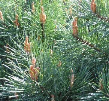 

Сосна обыкновенная h до 60см 3года