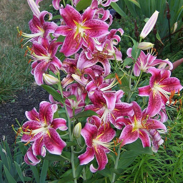 

Луковицы Лилия Jewel star