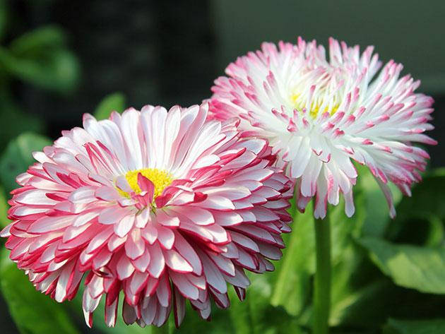 

Маргаритка гибридная махровая Яблоневый цвет контейнер Р9