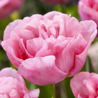 

Тюльпан Mariage (Мaриаже), Розовый