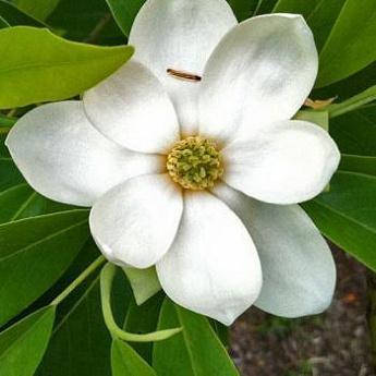 

Магнолия "Virginiana"