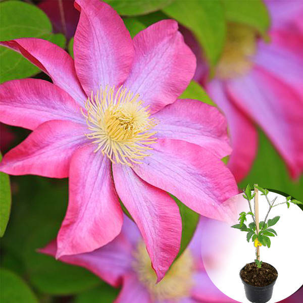 

Клематис Asao