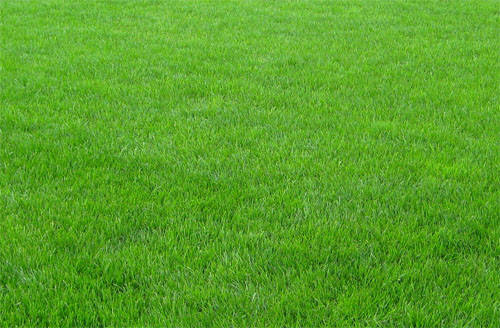 

Засухоустойчивый газон - минимум полива и ухода