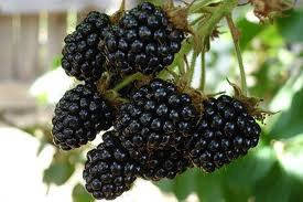 

Черная малина(сорт Кумберланд)