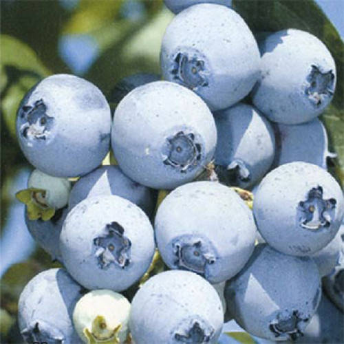 

Голубика Торо