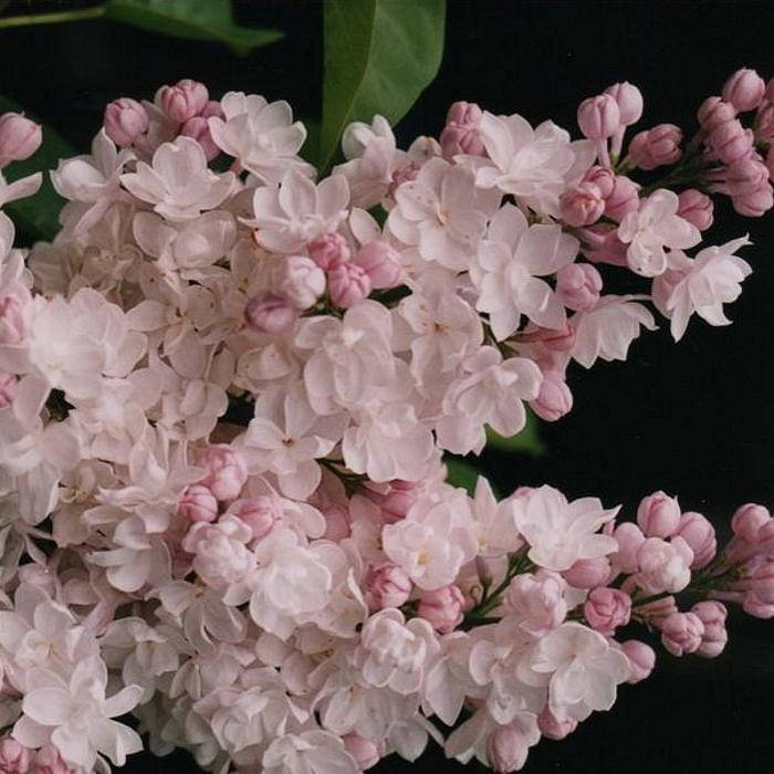 

Саженцы сирени КРАСАВИЦА ЛЕТА (2-х летняя)