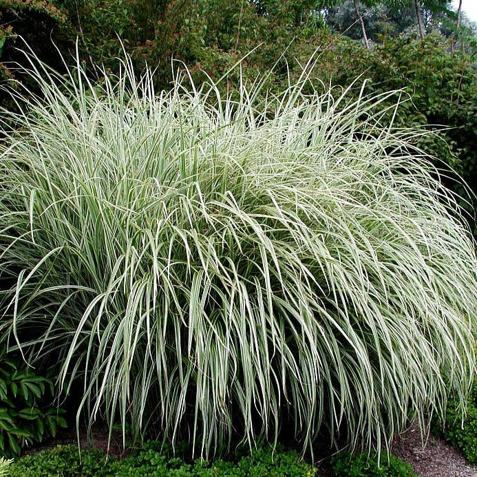 

Мискантус китайский Риголетто / Miscanthus sinensis Rigoletto / Р12