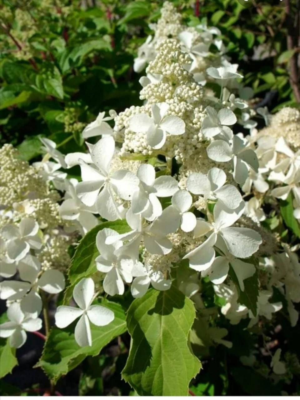 

Гортензія волотиста Левана/ HYDRANGEA paniculata Levana REPIQUE С7.5 / Н 70-80
