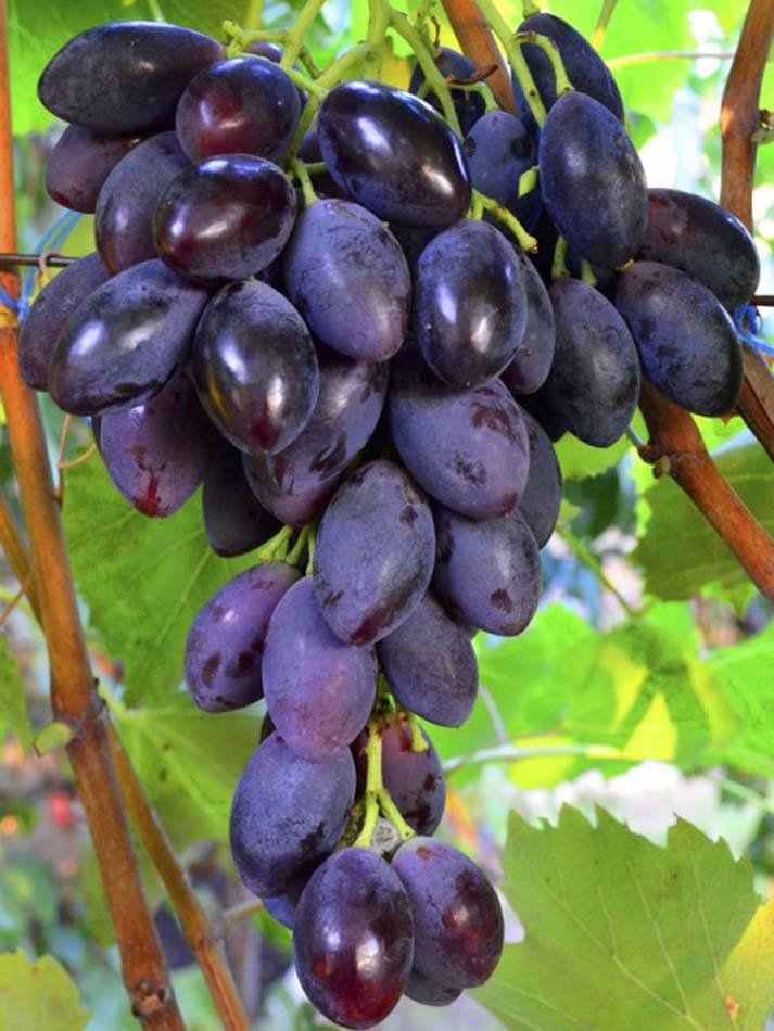 

Виноград БЛЕК ГРАНД (саженец привитой)