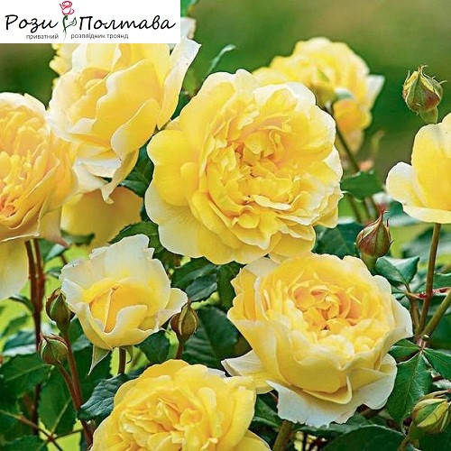 

Голден Парфюм (Golden Parfum)