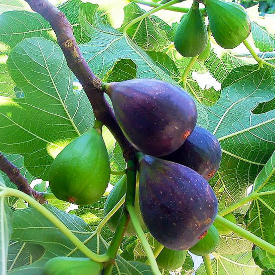 

Саженцы инжира Фиолетовый (Purple) - средний, самоплодный, сладкий