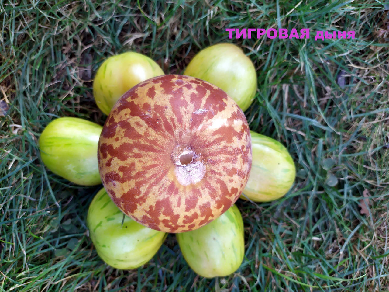 

Дыня Тигровая