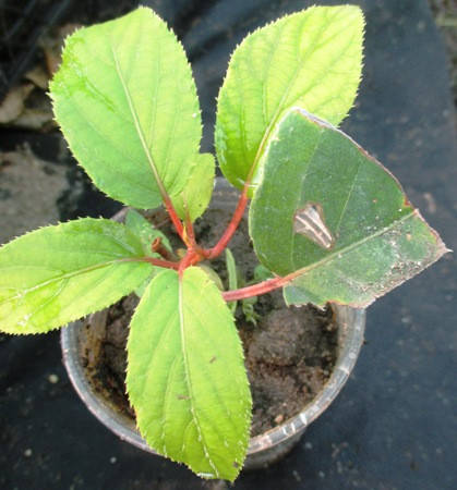 

Актинидия Иссей. Укоренённые черенки в контейнерах Д5.