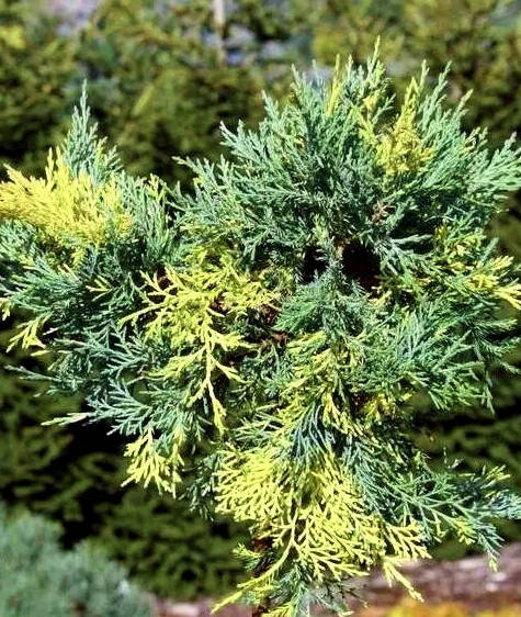 

Можжевельник средний Блю энд Голд ( С1.5л - 15-20см) саженцы