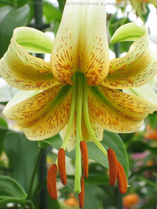 

Лилия свисающая Lady Alice (Леди Элис) 1 луковица 12/14