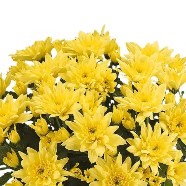 

Хризантема середньоквіткова горшкова Mount Carmel