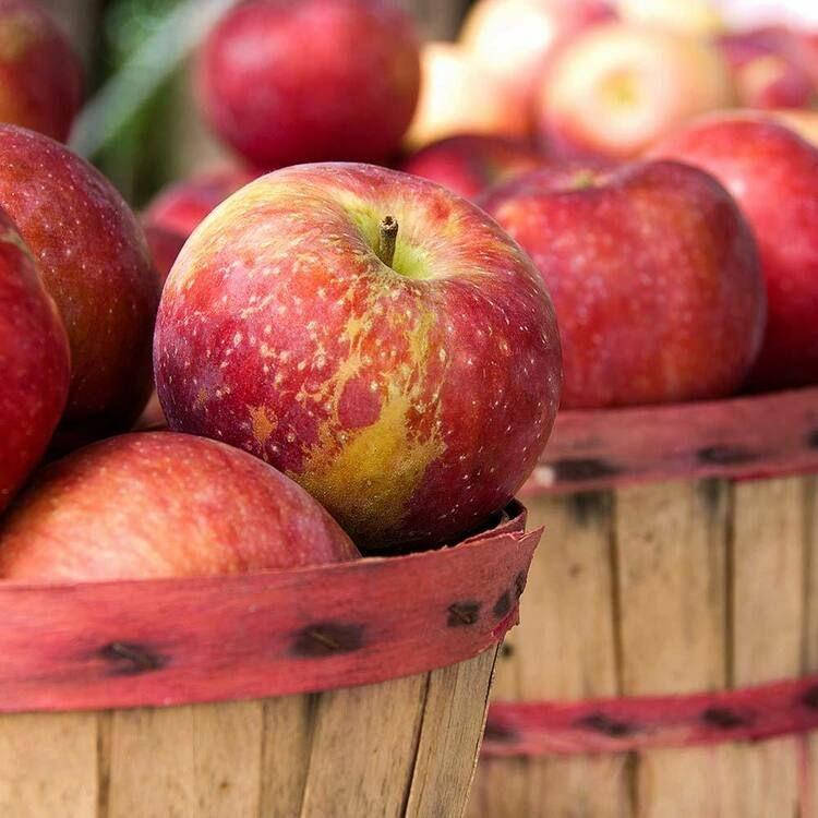 

Apple harvest / Яблучний врожай, 10 г