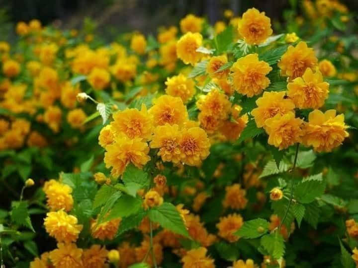 

Керрия махровая " Flore Plena "