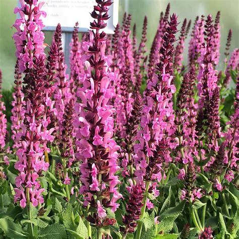 

Шалфей дубравный 'Pink Paradise'®, контейнер 3л