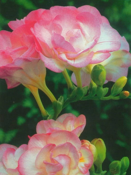 

Фрезия махровая Rose / Розовая / 5 луковиц/уп.