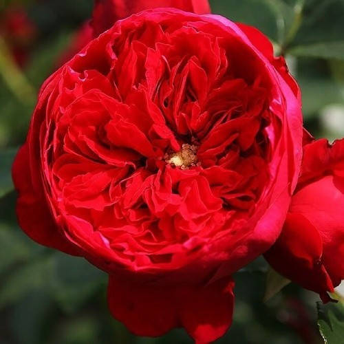 

Роза Florentina (саженцы)