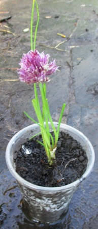 

Лук шнит альпийский. Декоративный сиреневый низкий. Рассада. Д5.