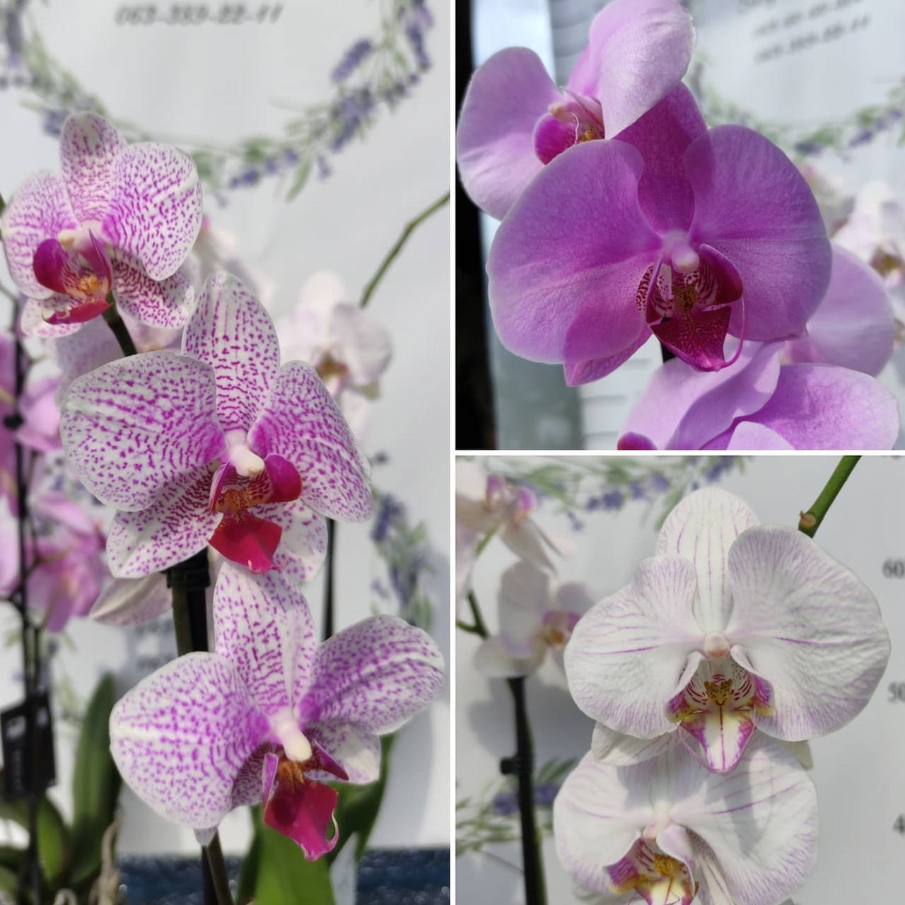 

Орхидеи стандарт. отправляем почтой. есть опт. самовывоз